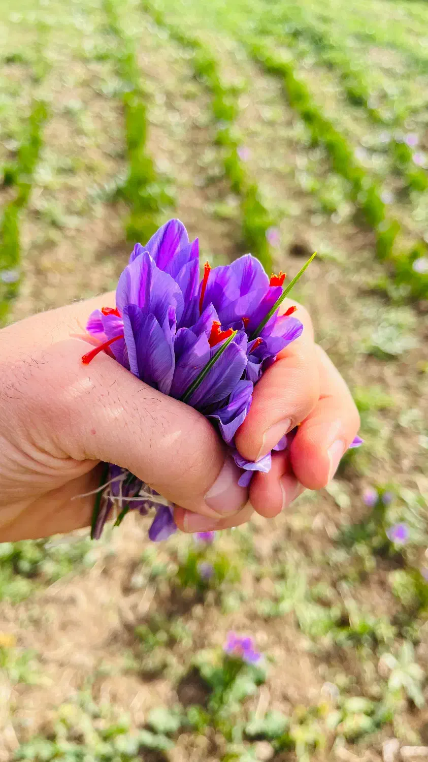 فروش گل زعفران احمدی|خوردنی و آشامیدنی|مرند, |دیوار