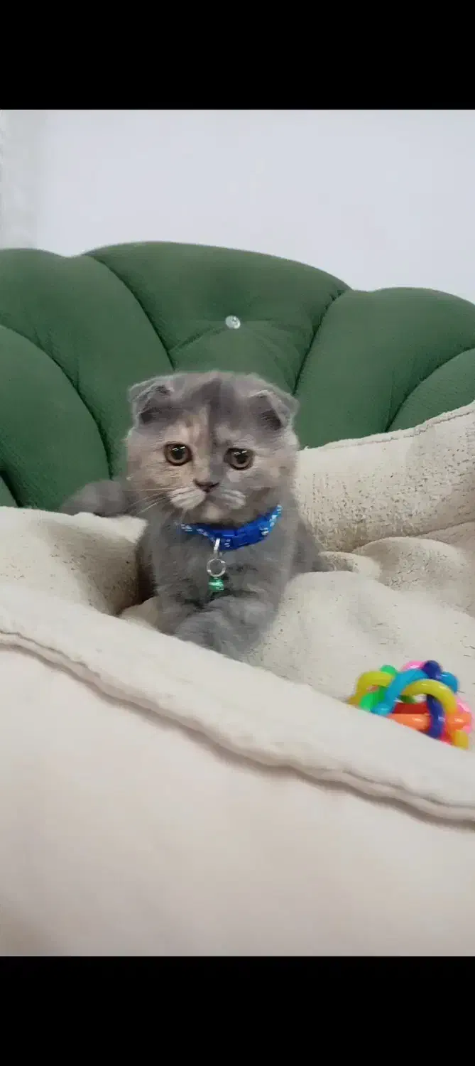 اسکاتیش فولد(گوش خمیده)|گربه|مشهد, بهشت|دیوار