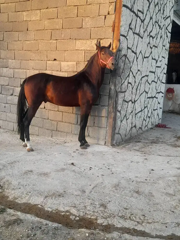 اسب کرد|اسب و تجهیزات اسب‌سواری|کرمانشاه, |دیوار