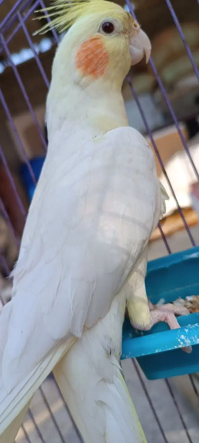 ...|پرنده|هندیجان, |دیوار