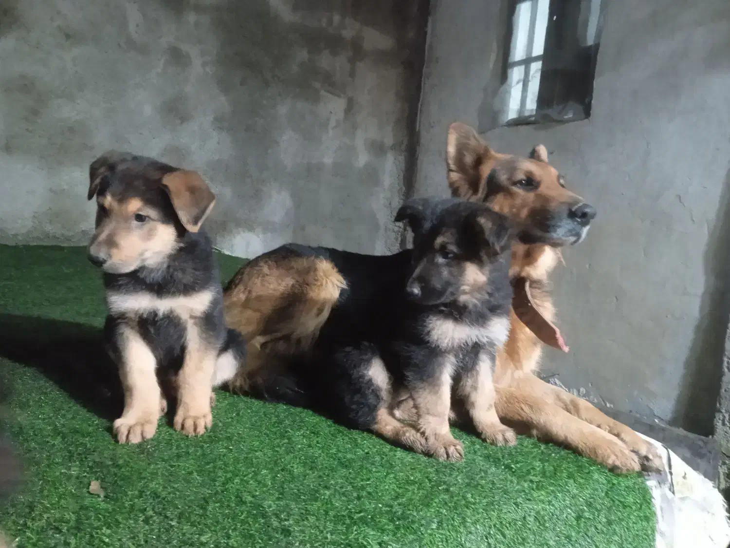 توله سگ ژرمن|سگ|رشت, گلزاران|دیوار