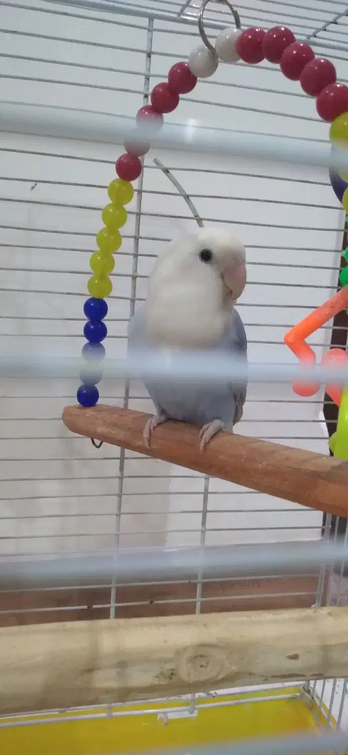 کوتوله برزیلی|پرنده|مهاجران, |دیوار