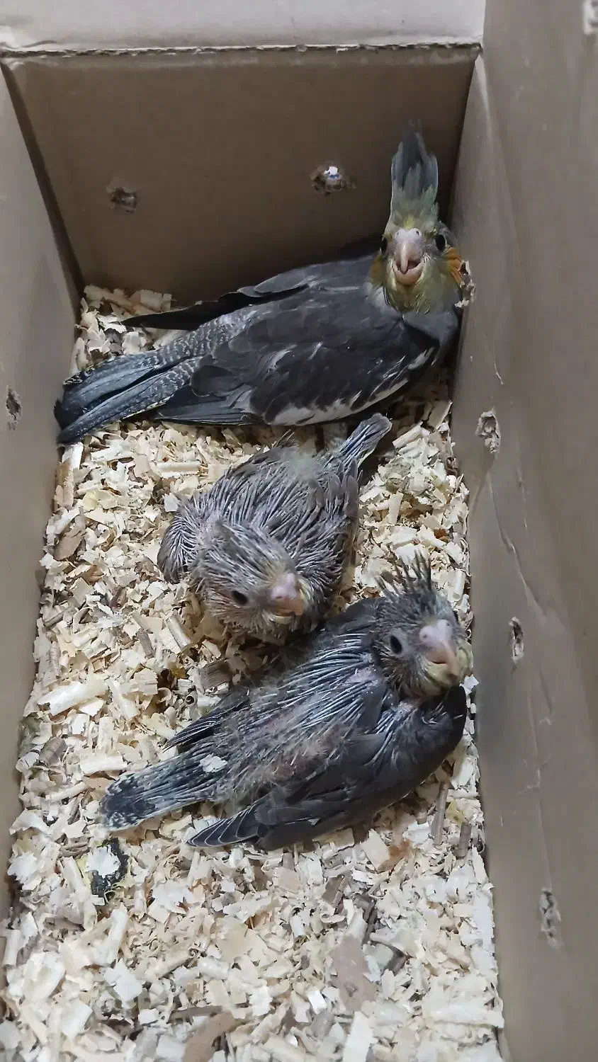 جوجه عروس هلندی|پرنده|کرمان, |دیوار