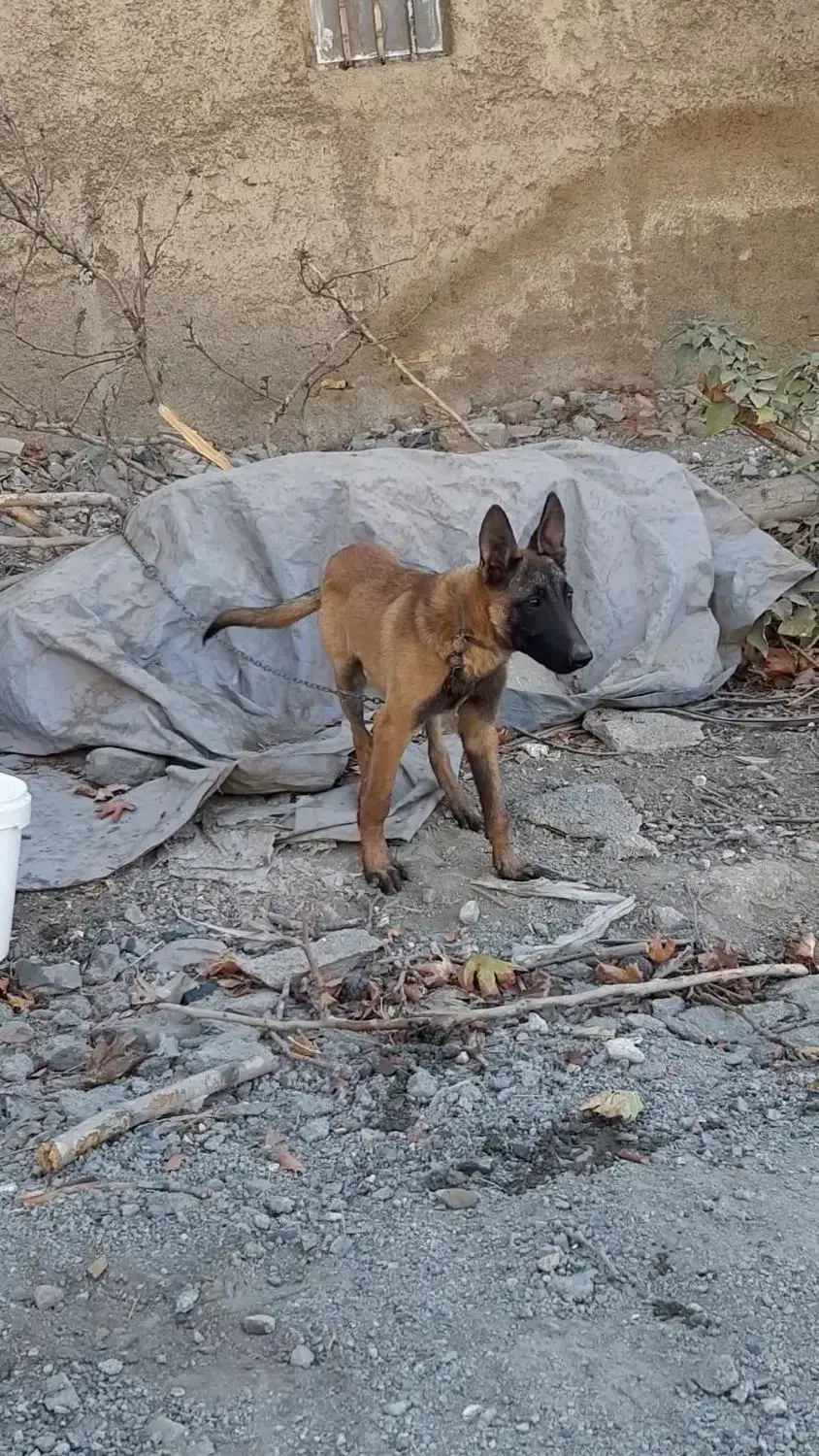 سگ مالینیوز|سگ|کرج, چمران|دیوار