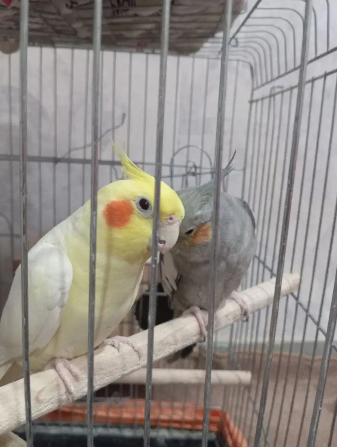 عروس هلندی سینامون ماده با قفس و لوازم|پرنده|پاکدشت, پاکدشت (مامازند)|دیوار