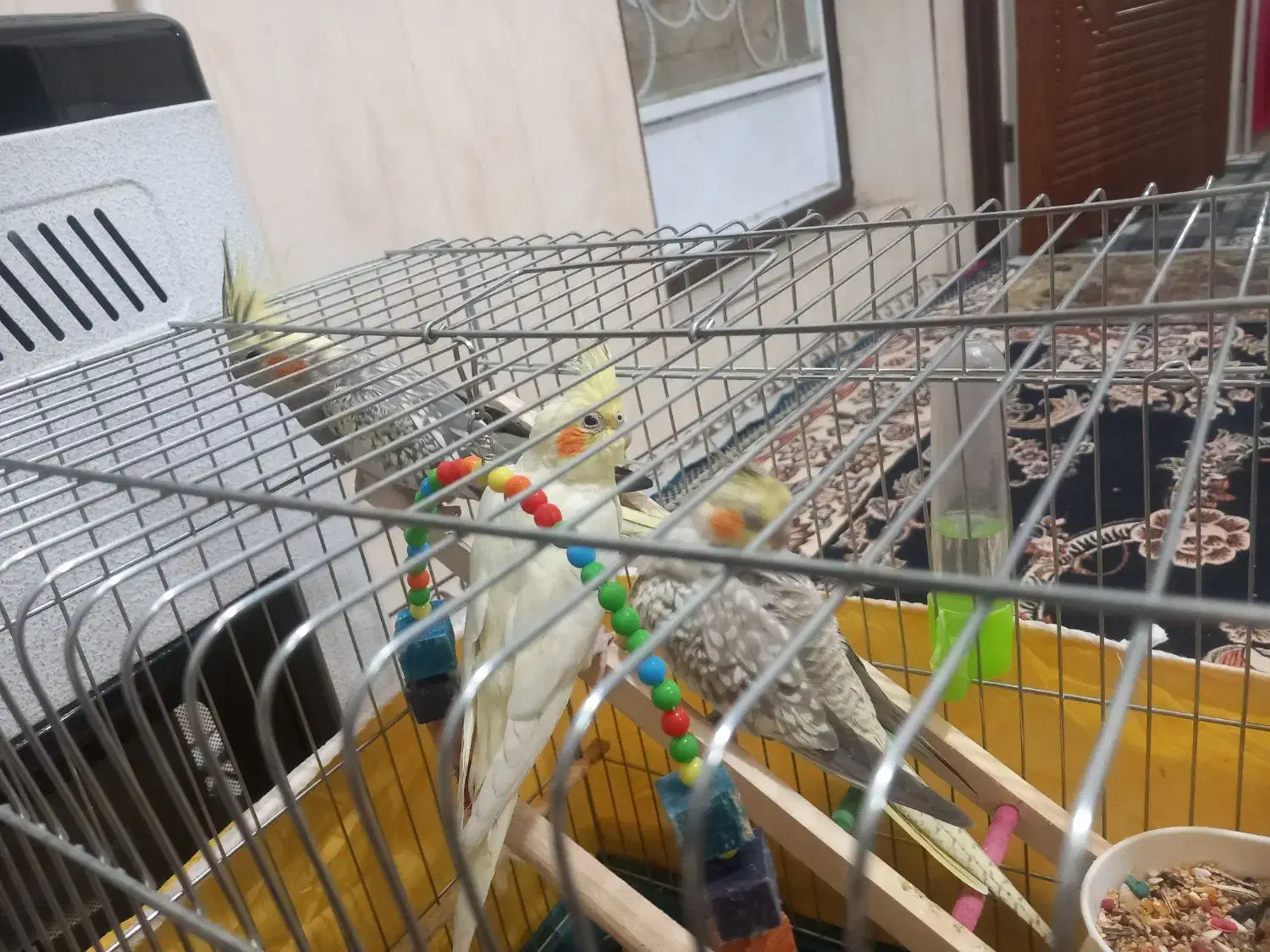 سه عدد عروس هلندی سالم|پرنده|کرمانشاه, |دیوار