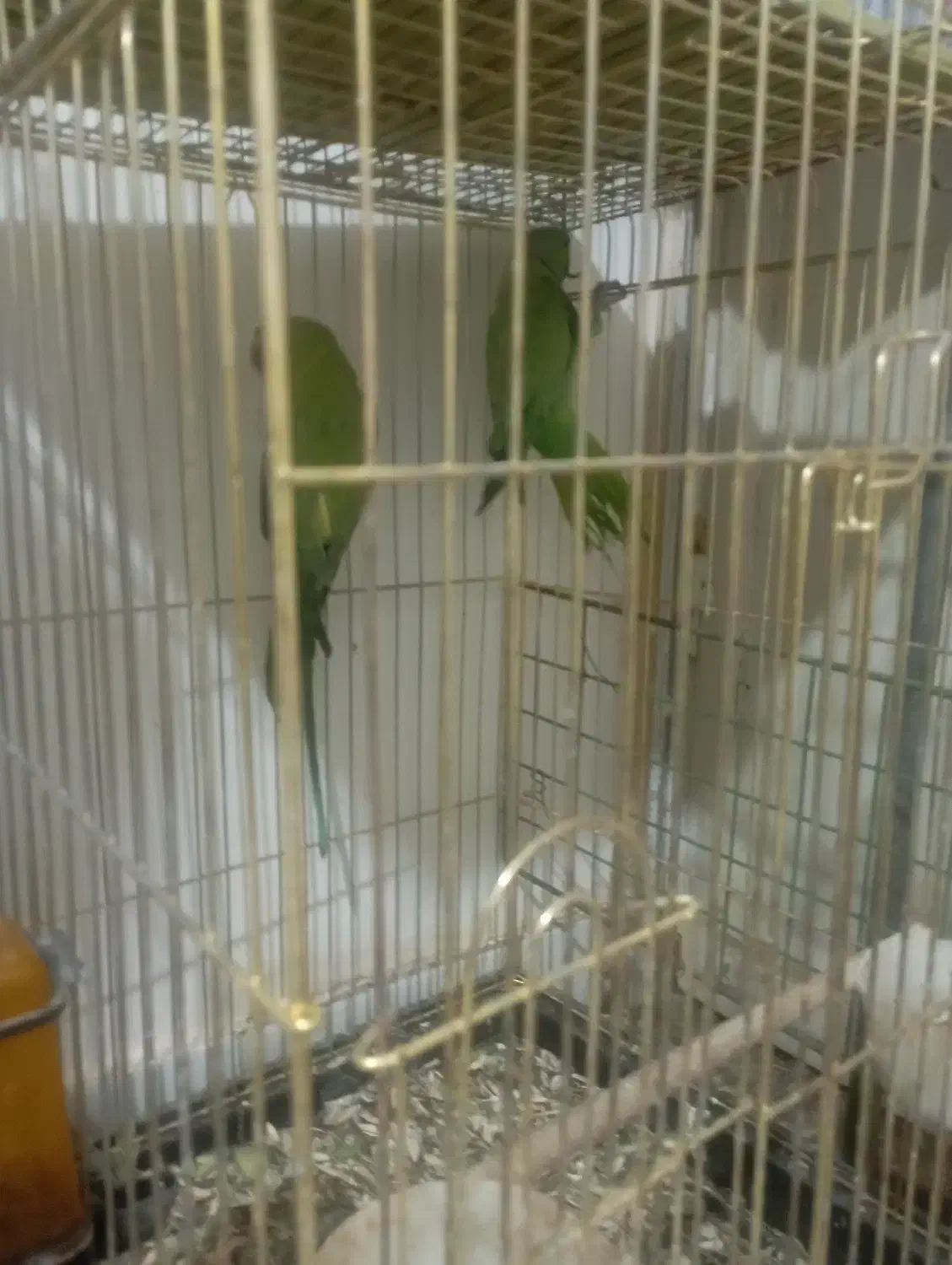 یک جفت  طوطی|پرنده|بیرجند, |دیوار