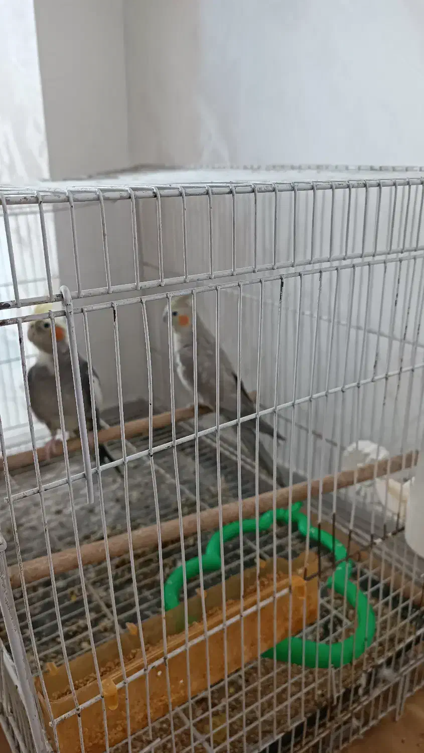 عروس هلندی|پرنده|مشهد, شهرک لشکر (شهرک غرب)|دیوار