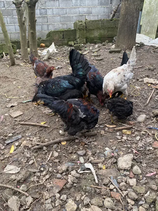 مرغ خروس نیمچه|حیوانات مزرعه|رشت, توشیبا|دیوار