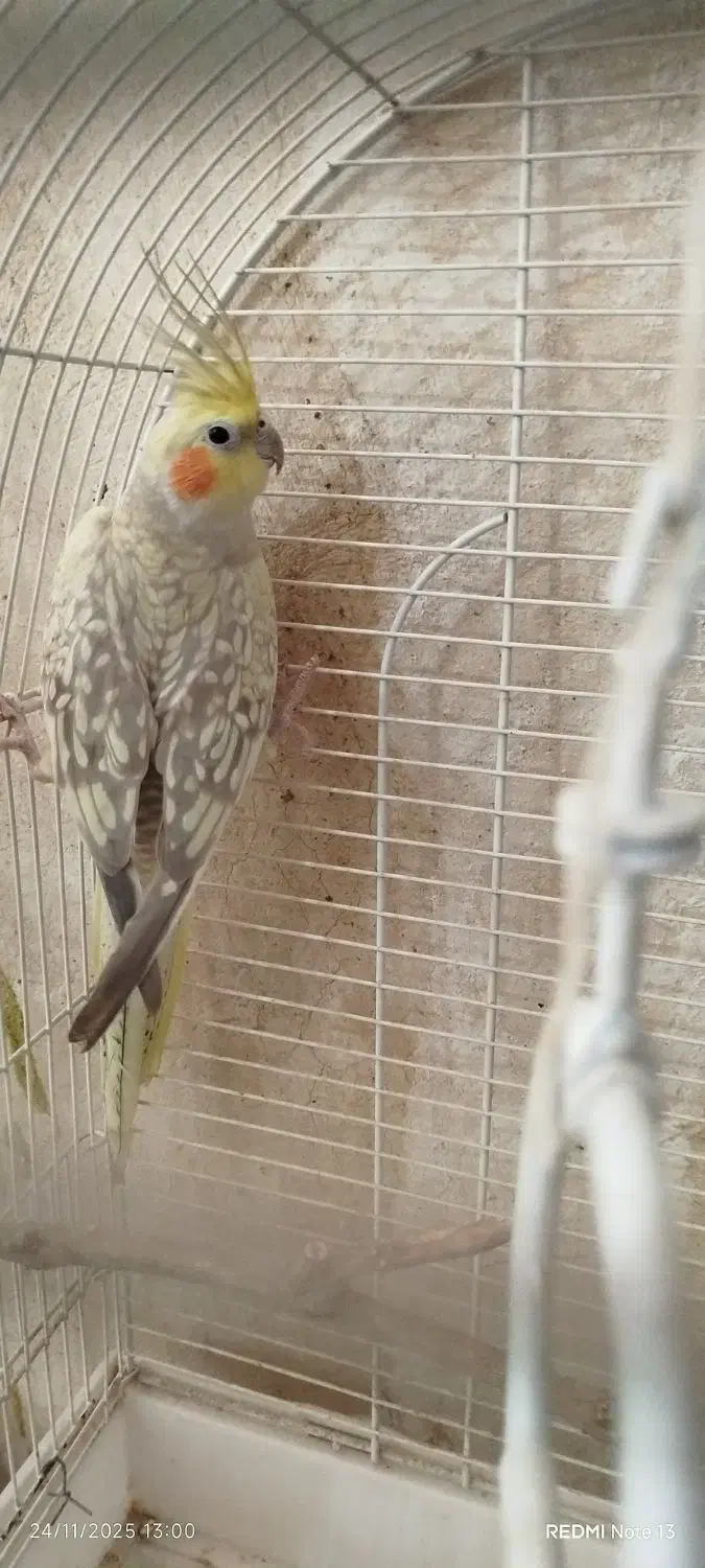 عروس هلندی|پرنده|یزد, |دیوار