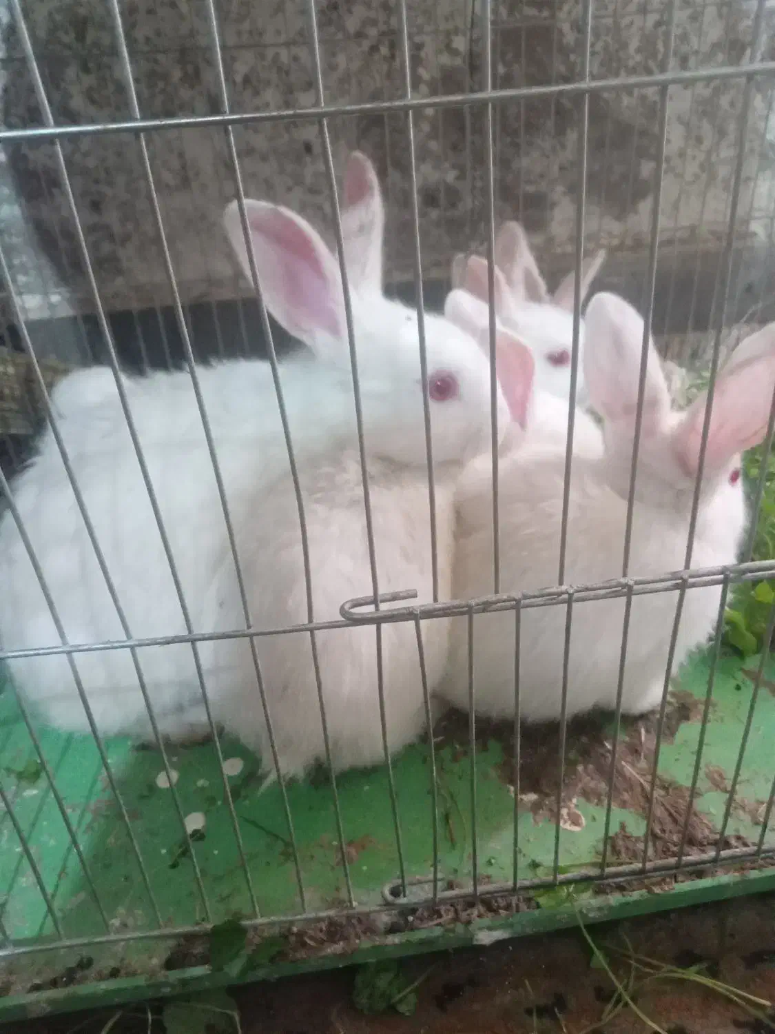 ۳۰۰۰|موش و خرگوش|اهواز, شهرک صنعتی شماره ۳|دیوار