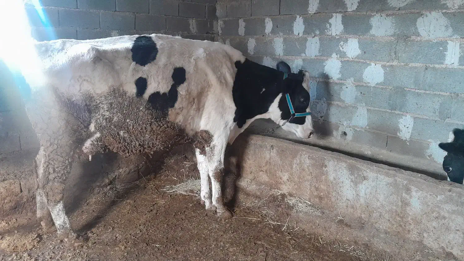 گاو ابستن|حیوانات مزرعه|شیروان (خراسان), |دیوار