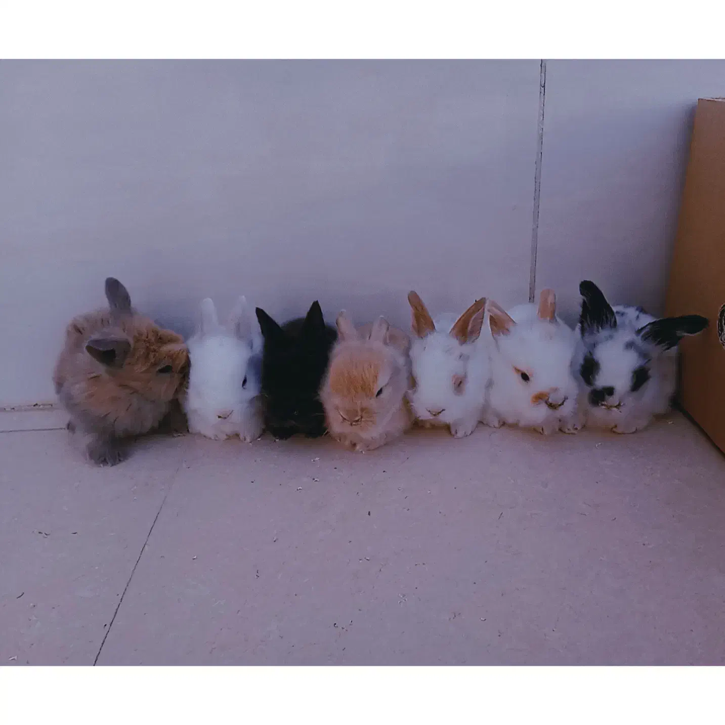 بچه خرگوش لوپ و مینیاتوری اصیل|موش و خرگوش|طبس, |دیوار