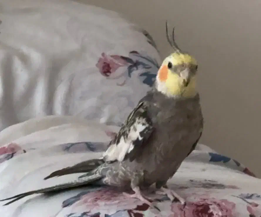 مژدگانی برای عروس هلندی|پرنده|سرخرود, |دیوار