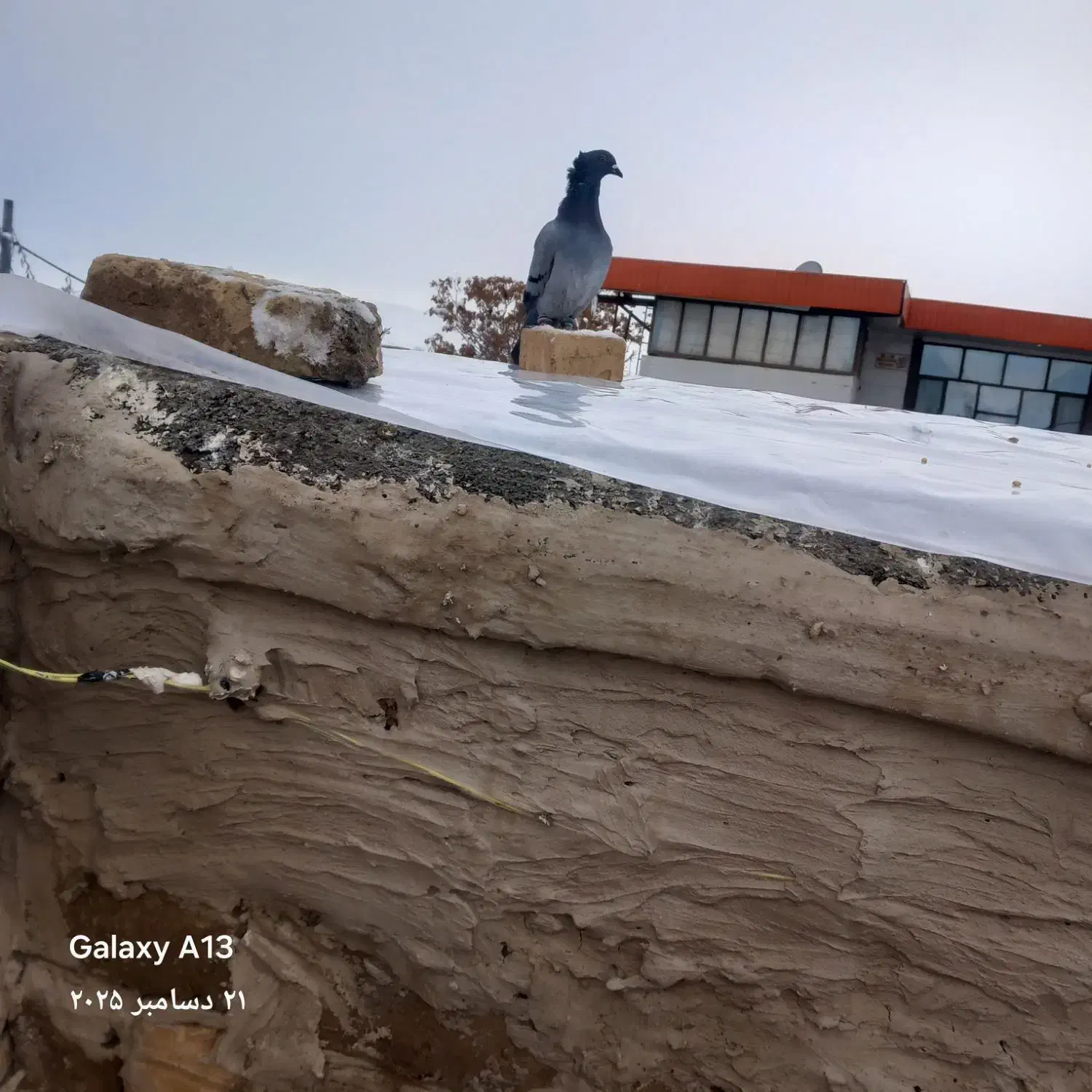 طوقی|پرنده|رضویه, |دیوار