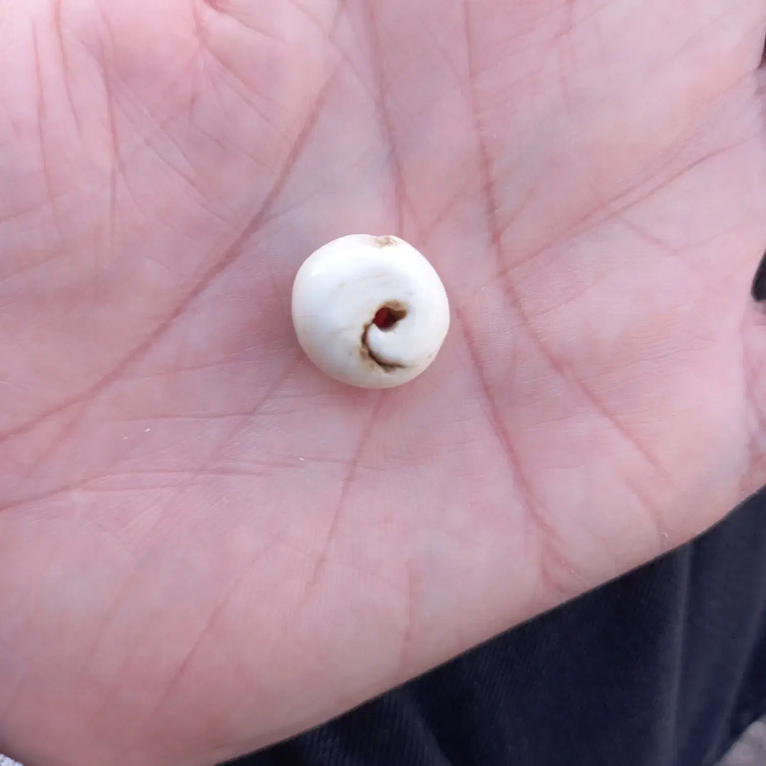 دوربین عکاسی مهره مشکی|دوربین عکاسی و فیلم‌برداری|ایلام, |دیوار