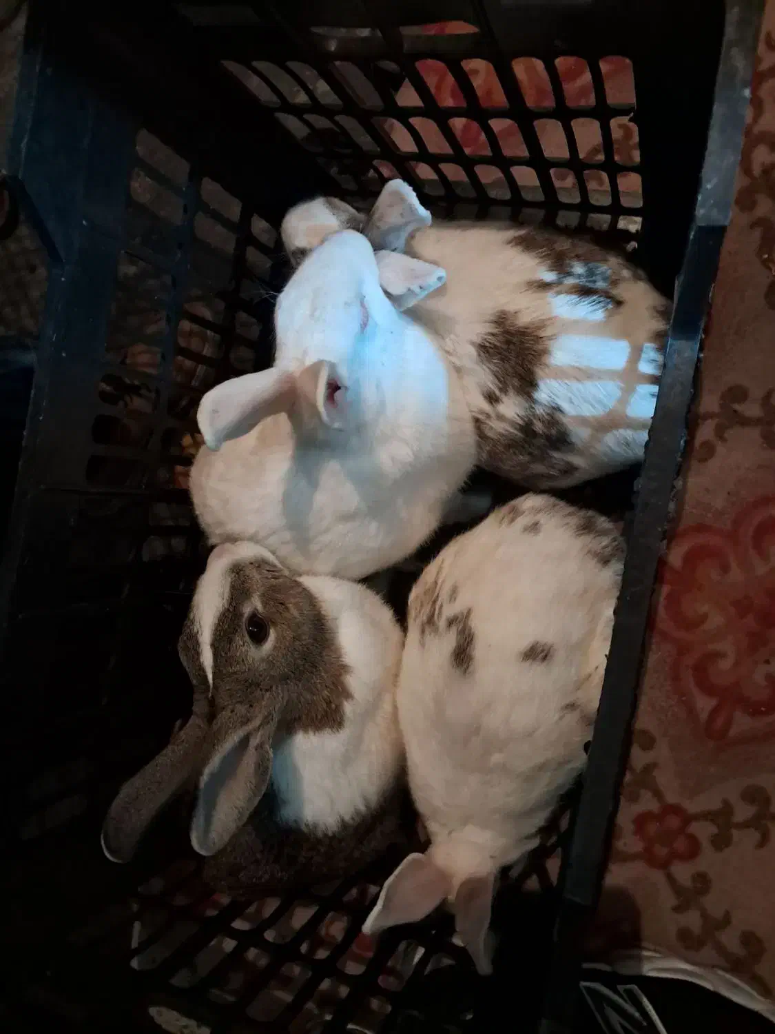 خرگوش خانگی|موش و خرگوش|باسمنج, |دیوار