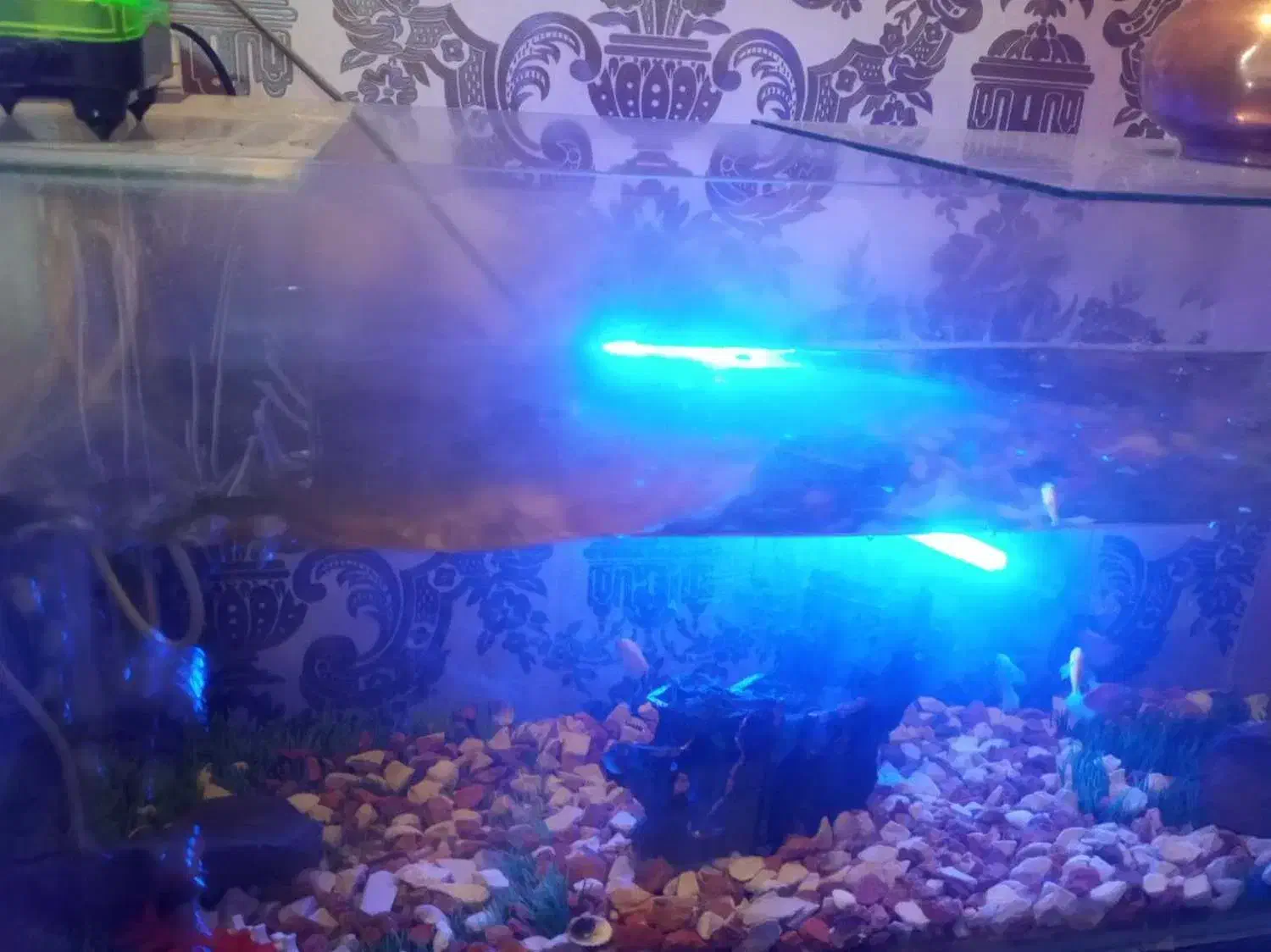 ماهی|ماهی|فولادشهر, B2|دیوار