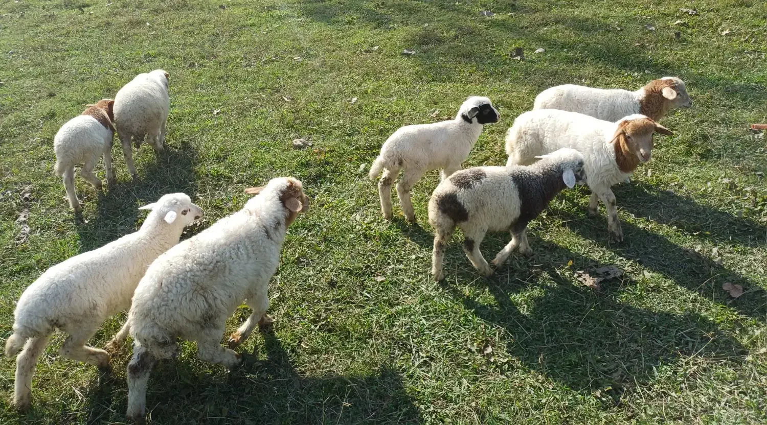 ۸ راس بره علفخوار نر|حیوانات مزرعه|ماسال, |دیوار