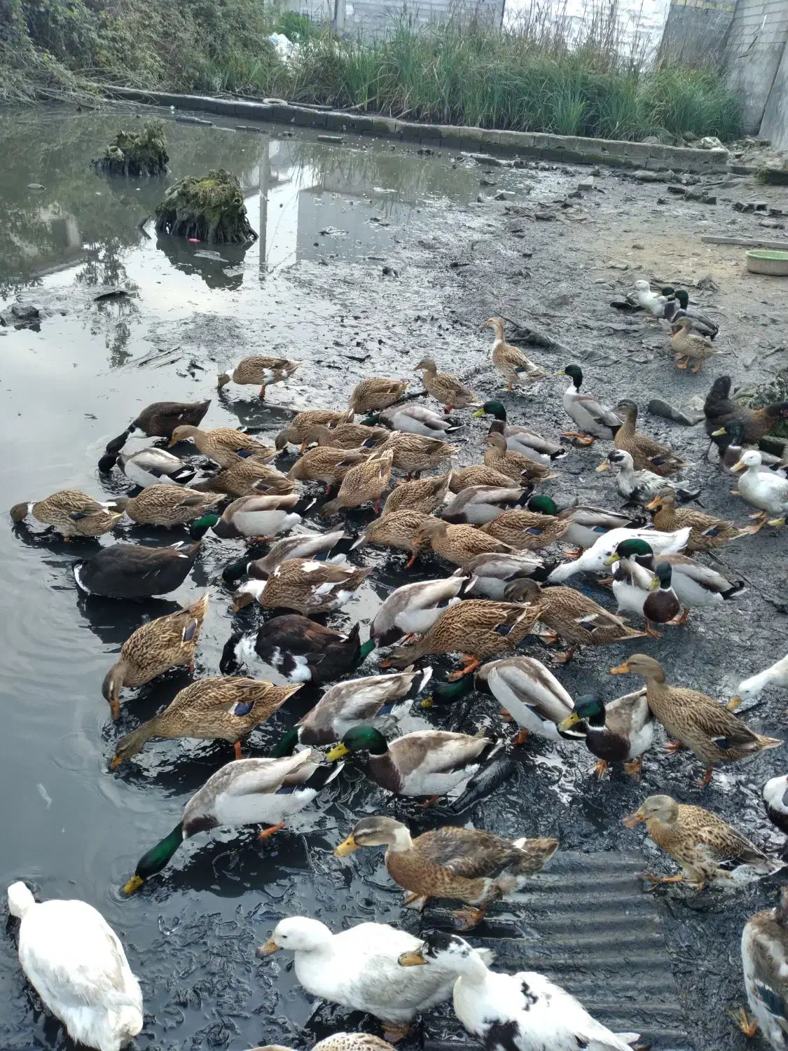 پرنده اردک|حیوانات مزرعه|لنگرود, |دیوار