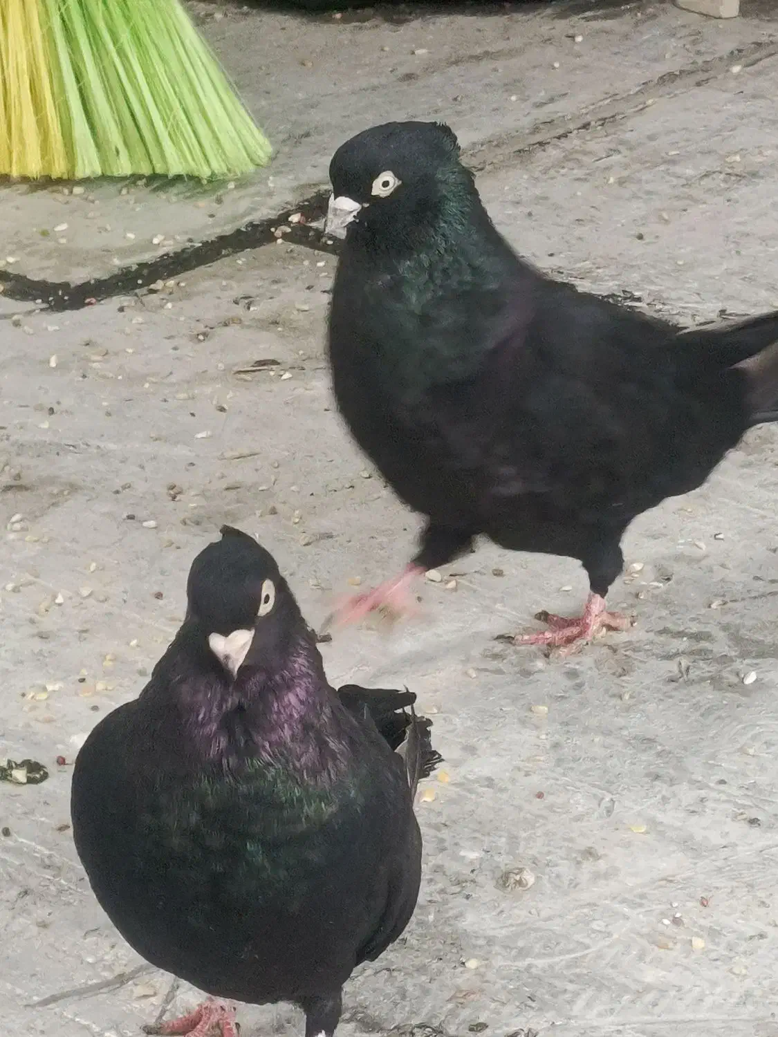 سیاه آبادانی|پرنده|فولادشهر, B2|دیوار