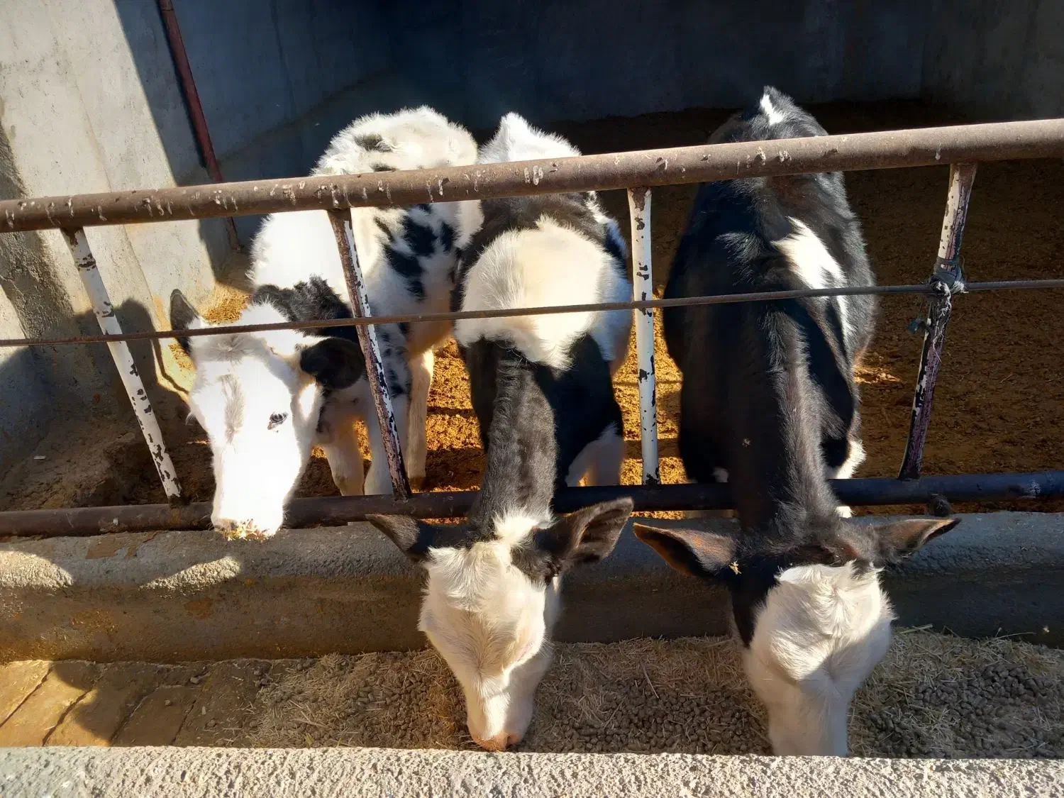 گوساله|حیوانات مزرعه|نیشابور, ریوند|دیوار