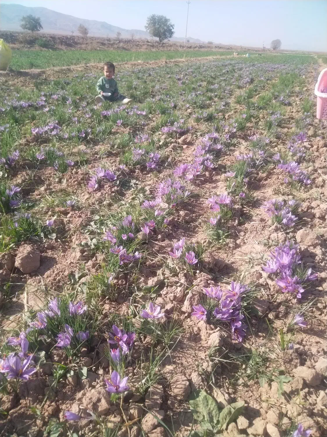 زعفران بدون واسطه|خوردنی و آشامیدنی|تهران, شهرک آپادانا|دیوار
