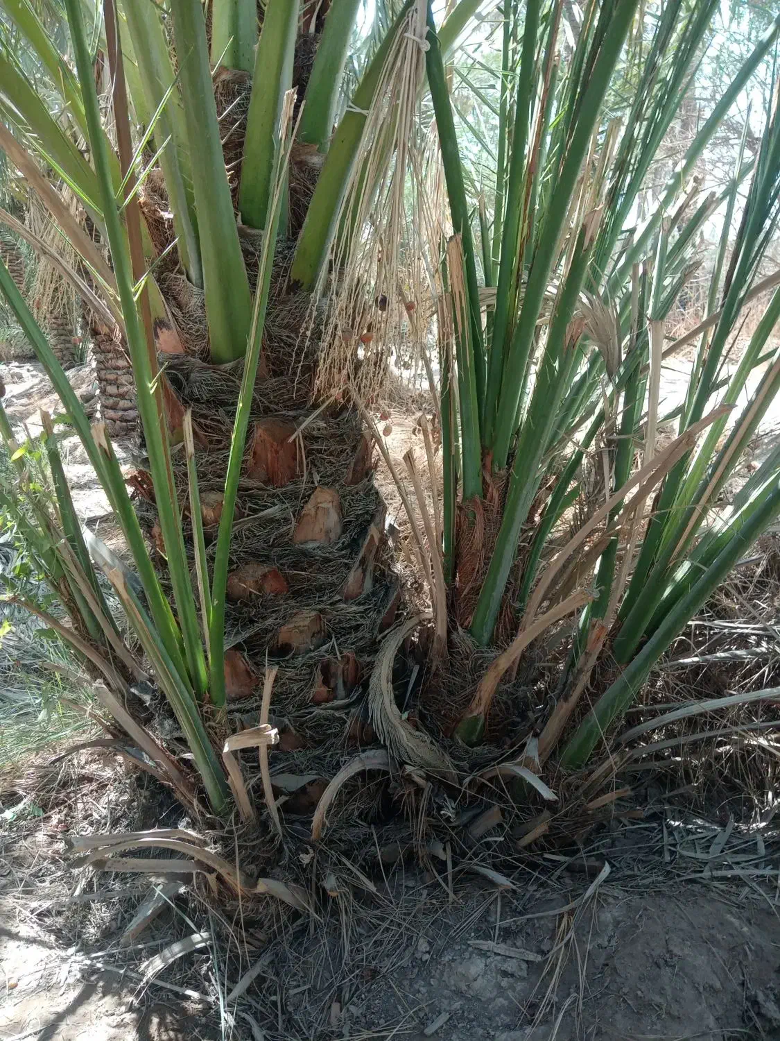 پاجوش برحی|گل و گیاه طبیعی|بندر امام خمینی, |دیوار