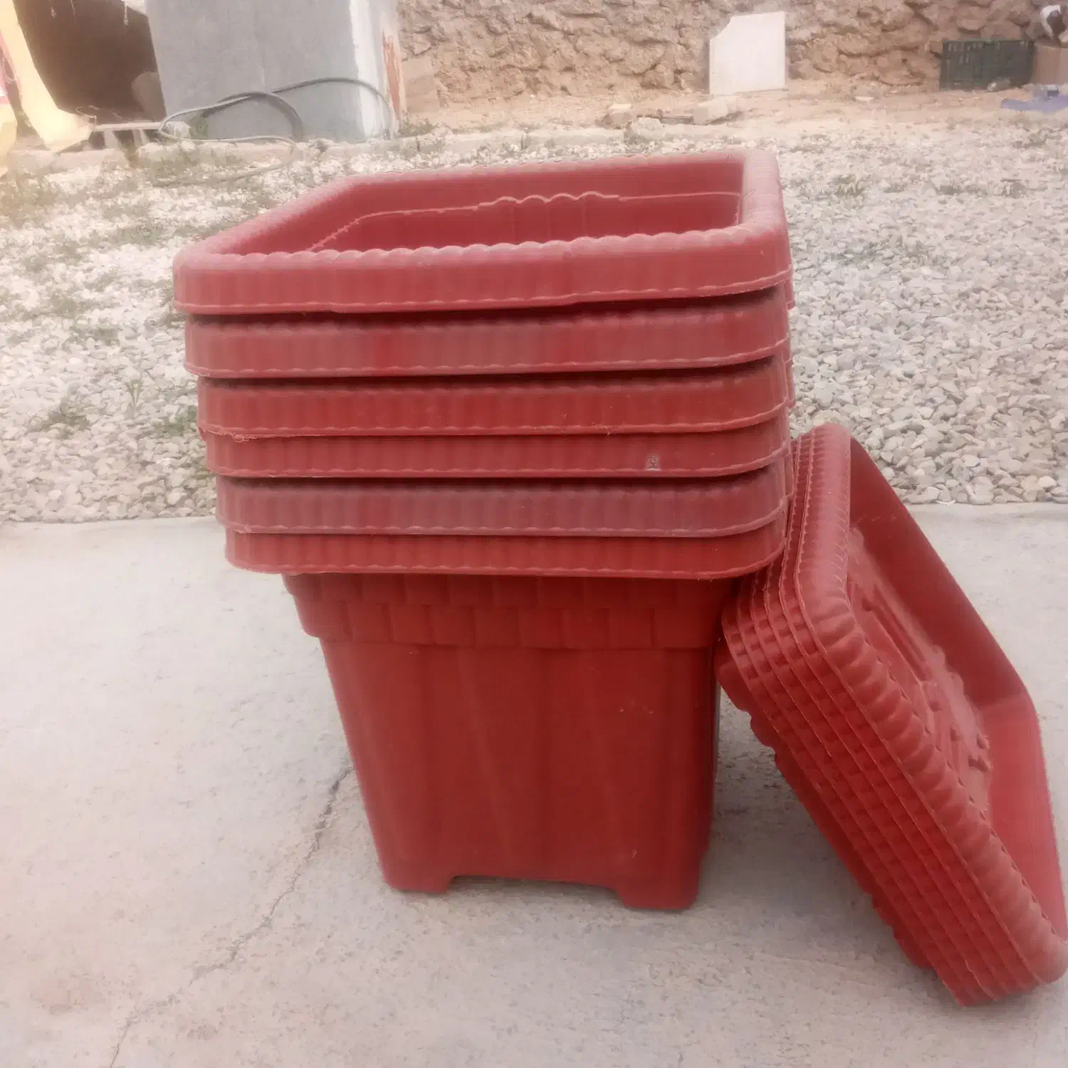 ۶ عددگلدون بزرگ|گل و گیاه طبیعی|کوه چنار, |دیوار