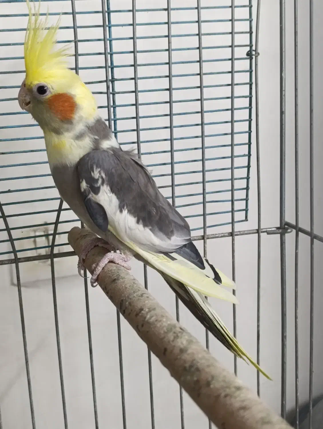 عروس هلندی ابلغ زیبا ماده آماده جفتگیری|پرنده|شیراز, آبیاری|دیوار