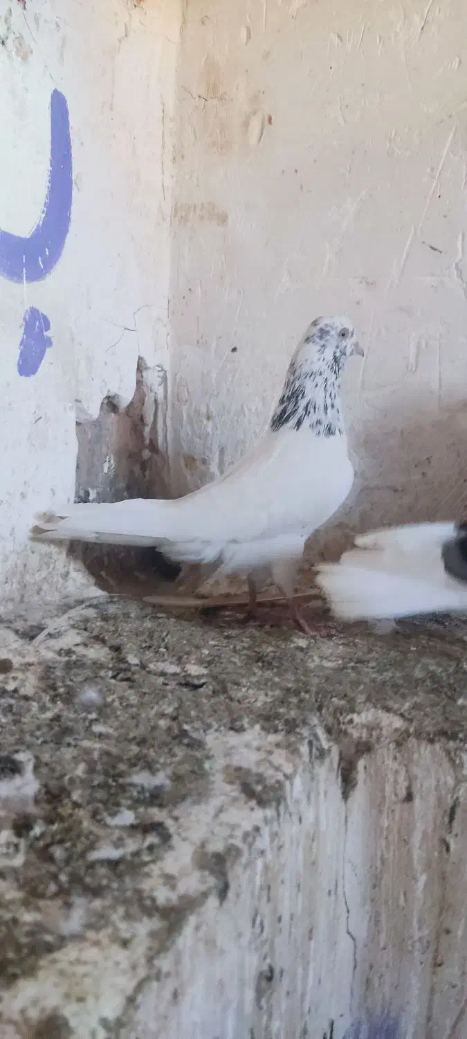 گمشده|حیوانات|مسجد سلیمان, |دیوار