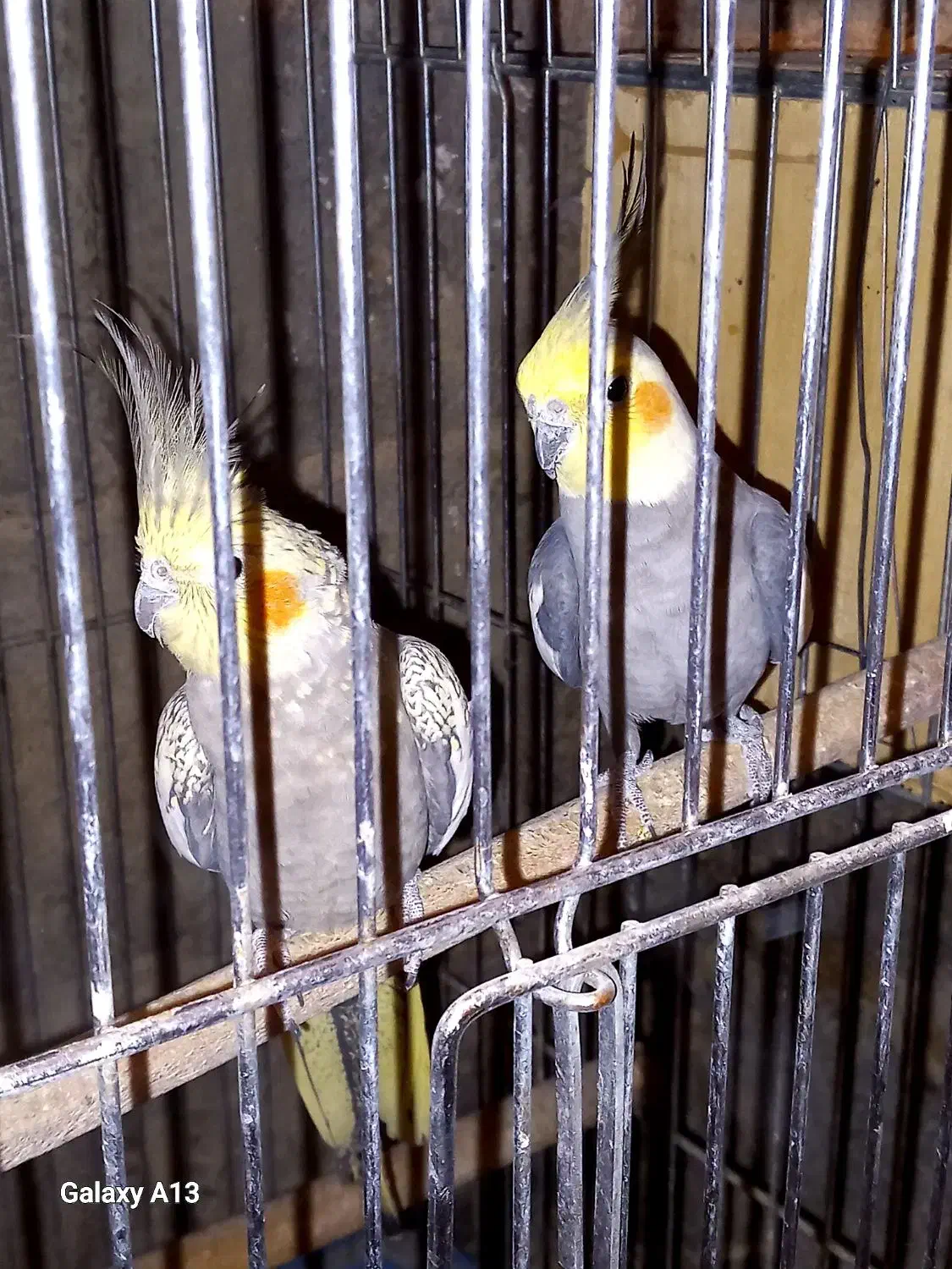 با سلام فروش عروس هلندی|پرنده|خرامه, |دیوار