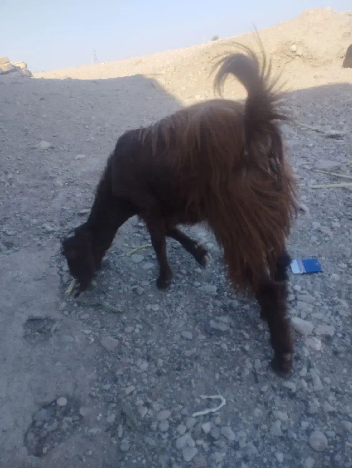 بز و میش|حیوانات مزرعه|ایرانشهر, |دیوار