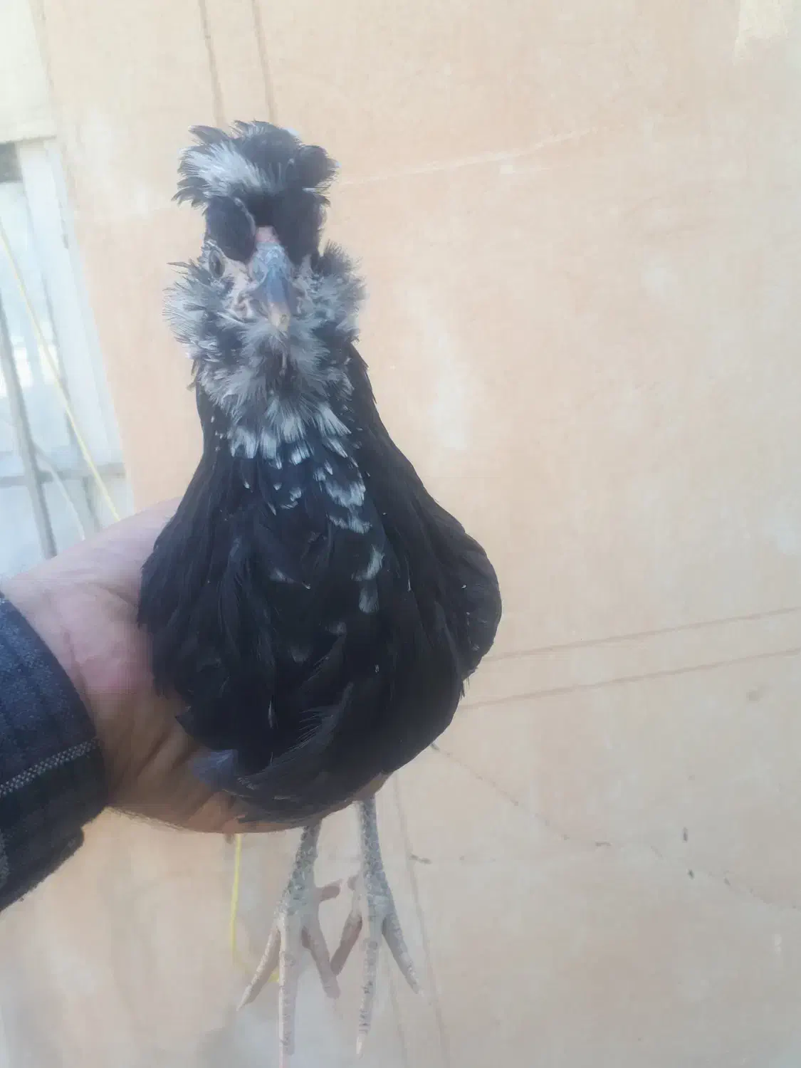 نیمچه مرغ و خروس گلین|حیوانات مزرعه|کرمانشاه, |دیوار