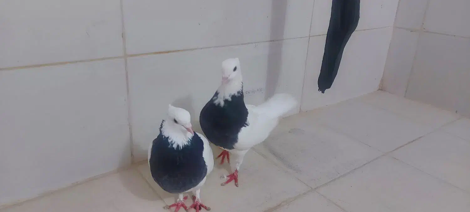 طوقی مفت|پرنده|بیرجند, |دیوار