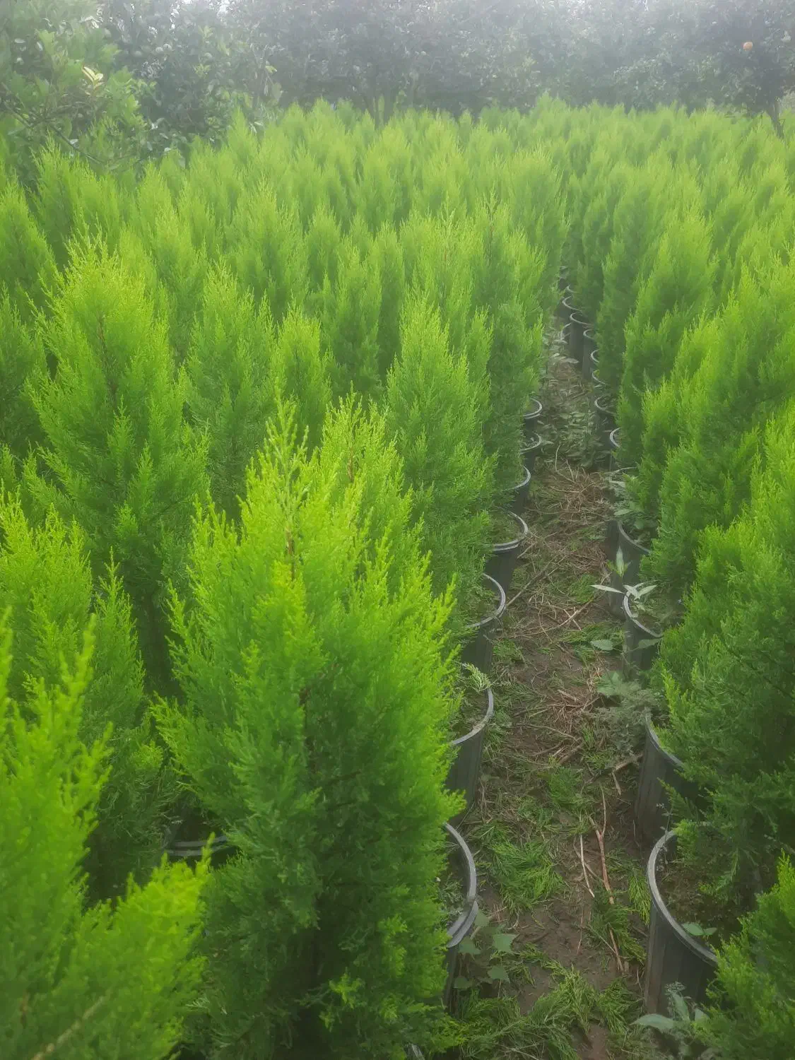 کاج لاوسون طلایی و یاس هلندی و شمشاد طلایی گلدونی|خدمات باغبانی و درختکاری|قائمشهر, |دیوار