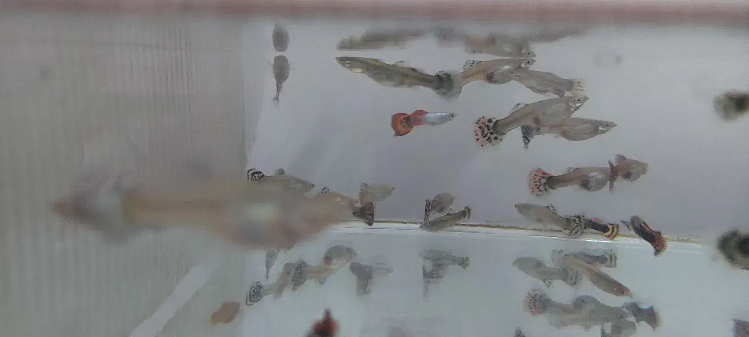 ماهی گوپی حراج شد قیمتی که میخواهید بخرید|ماهی|نیشابور, گنبد سبز|دیوار