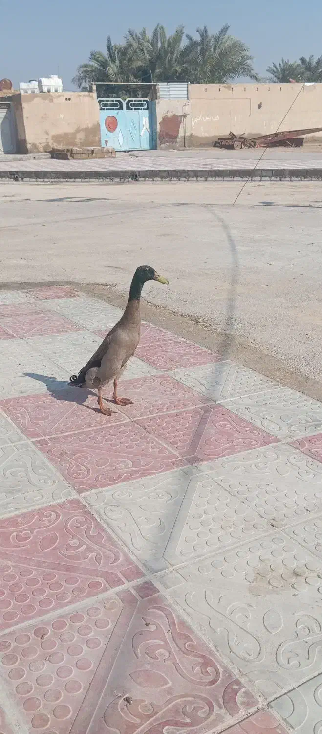 رامشیر|حیوانات|رامشیر, |دیوار