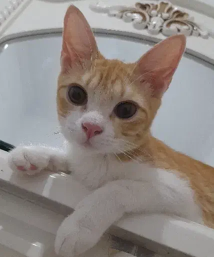 واگذاری گربه رایگان|گربه|رشت, حمیدیان|دیوار