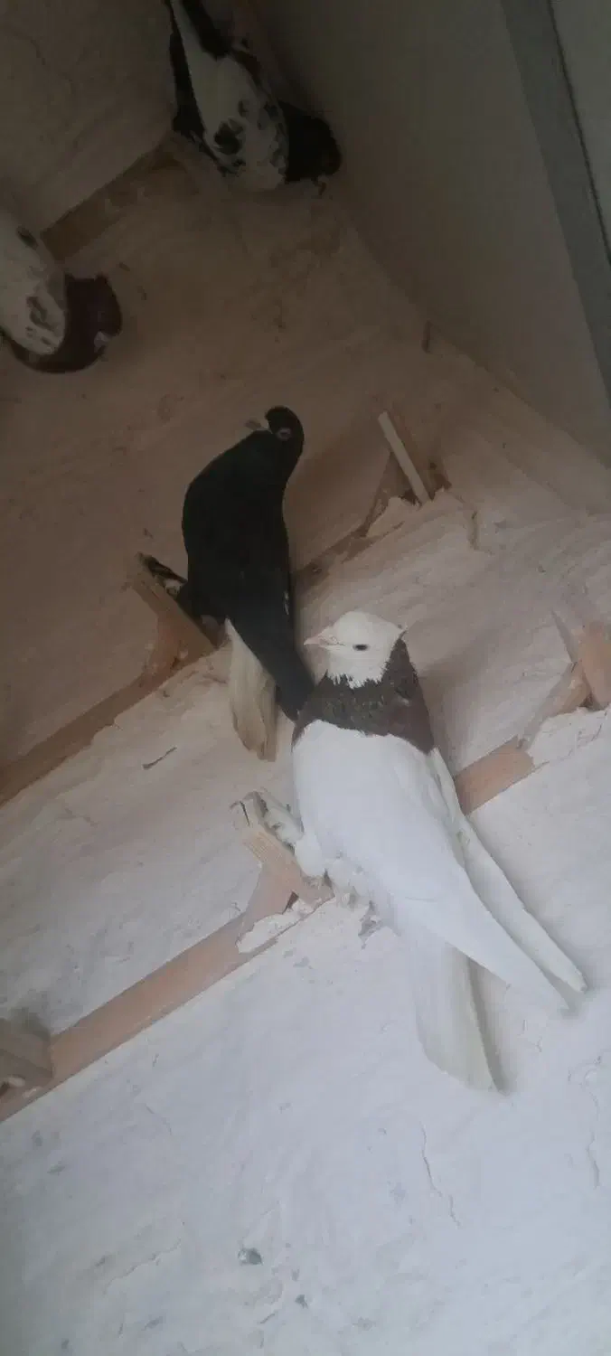 نر پریده کبوتر|پرنده|کرمان, |دیوار