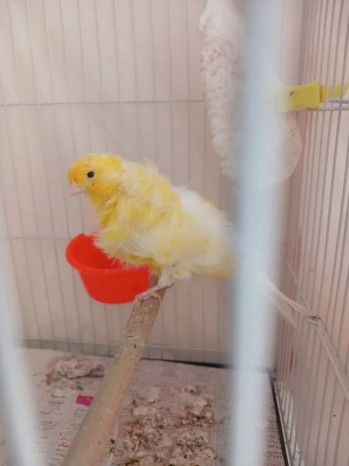 جفت قناری فری|پرنده|مشهد, شهرک مهرگان|دیوار