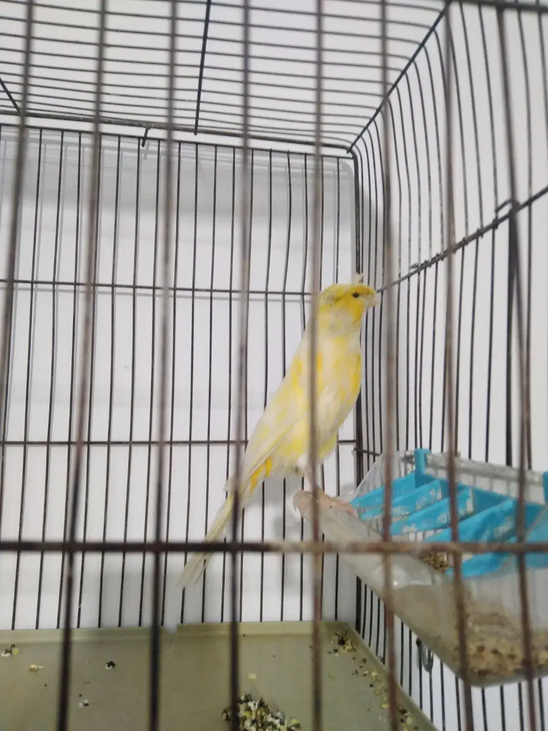 قناری ماده هیکلی تک رنگ|پرنده|شیراز, سهل‌آباد|دیوار