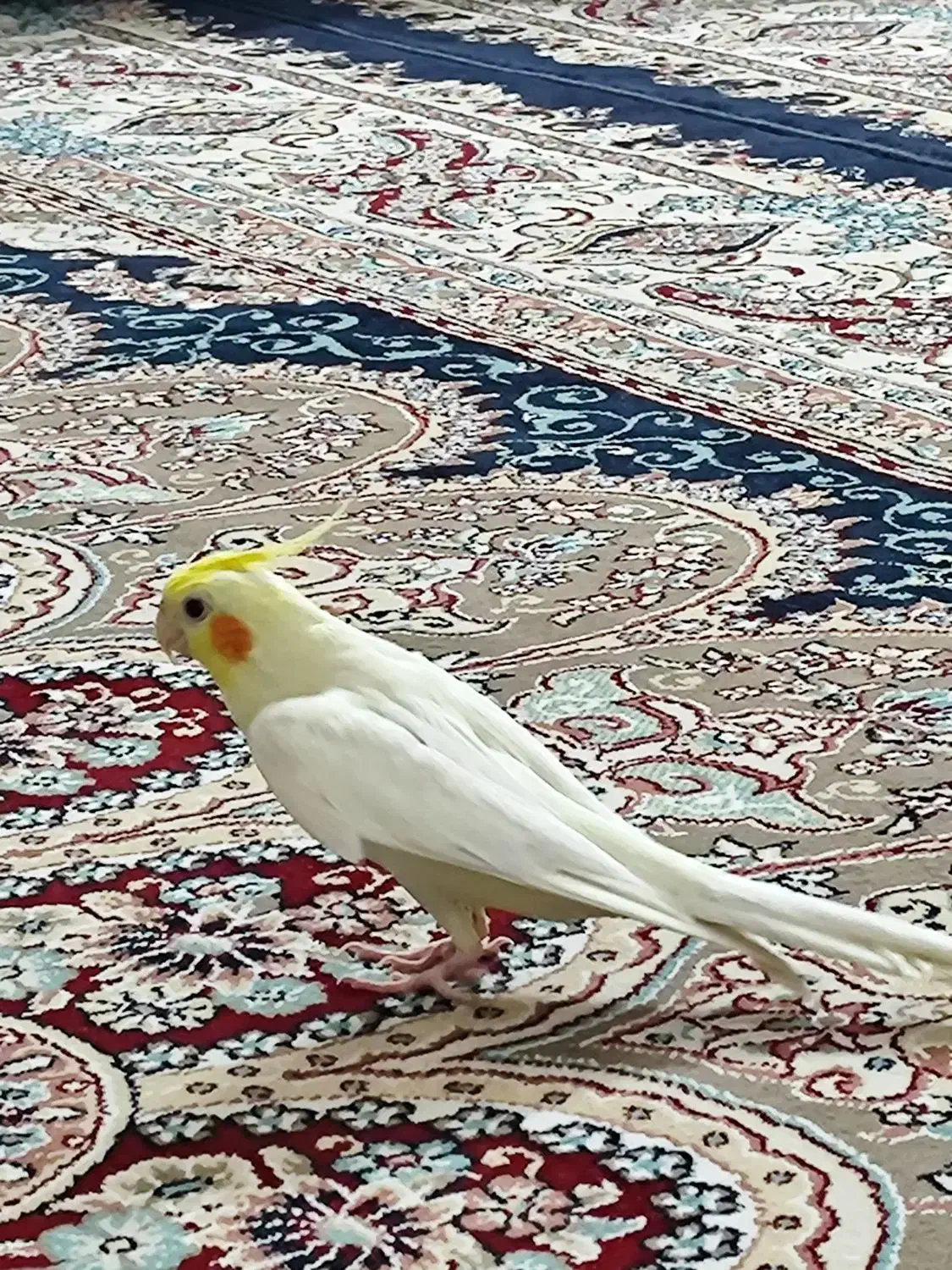 فروش عروس هلندی لوتینو دستی سخنگو|پرنده|لار, |دیوار