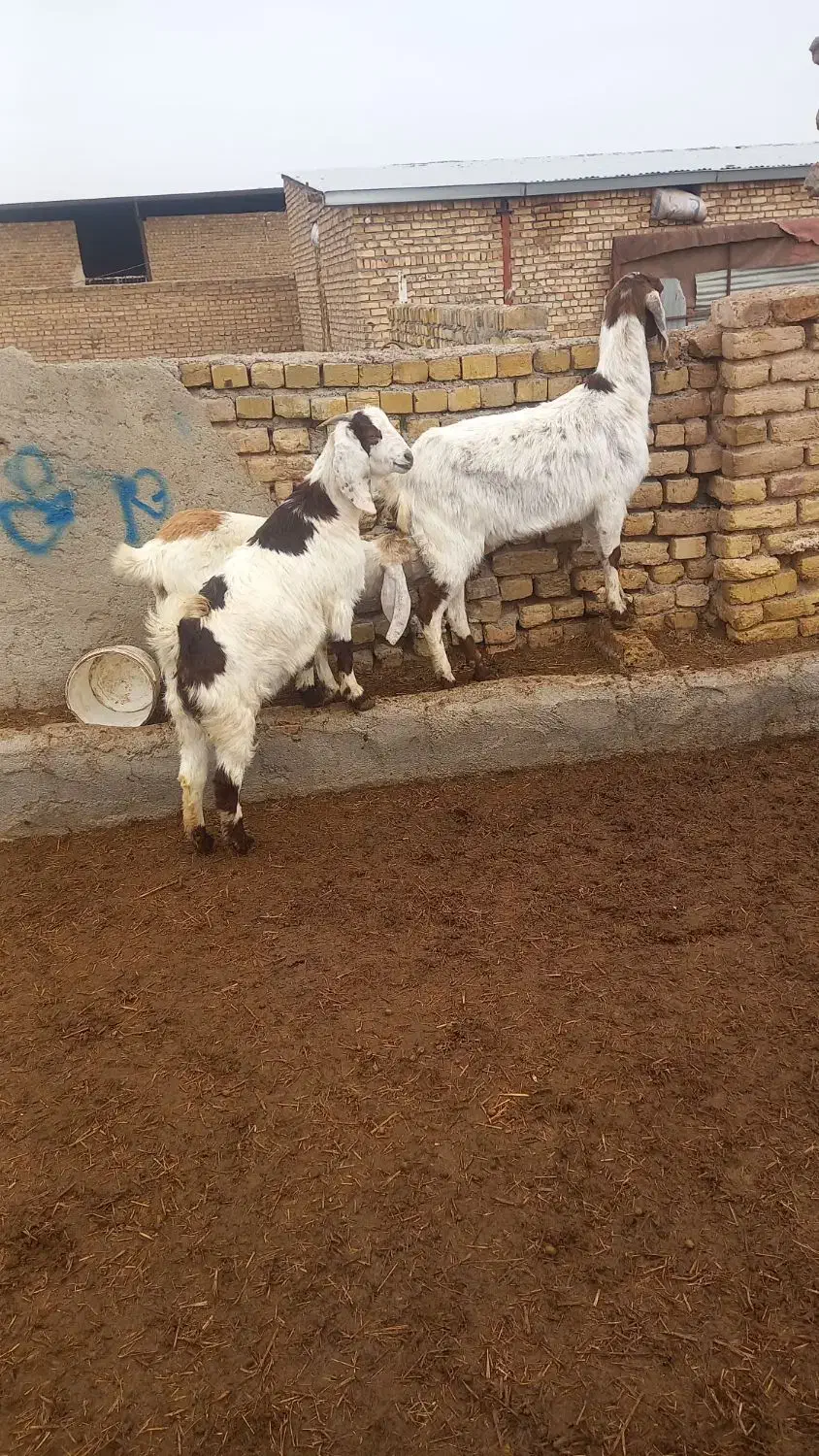 ۳ رس بزپاکستانی|حیوانات مزرعه|بوئین زهرا, |دیوار