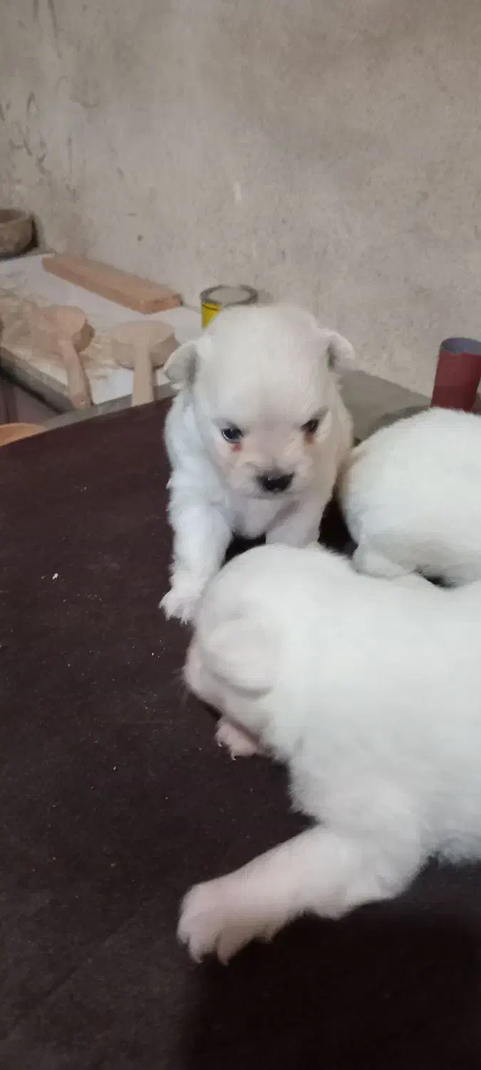 توله سگ های پامر|سگ|رشت, سیا اسطلخ|دیوار