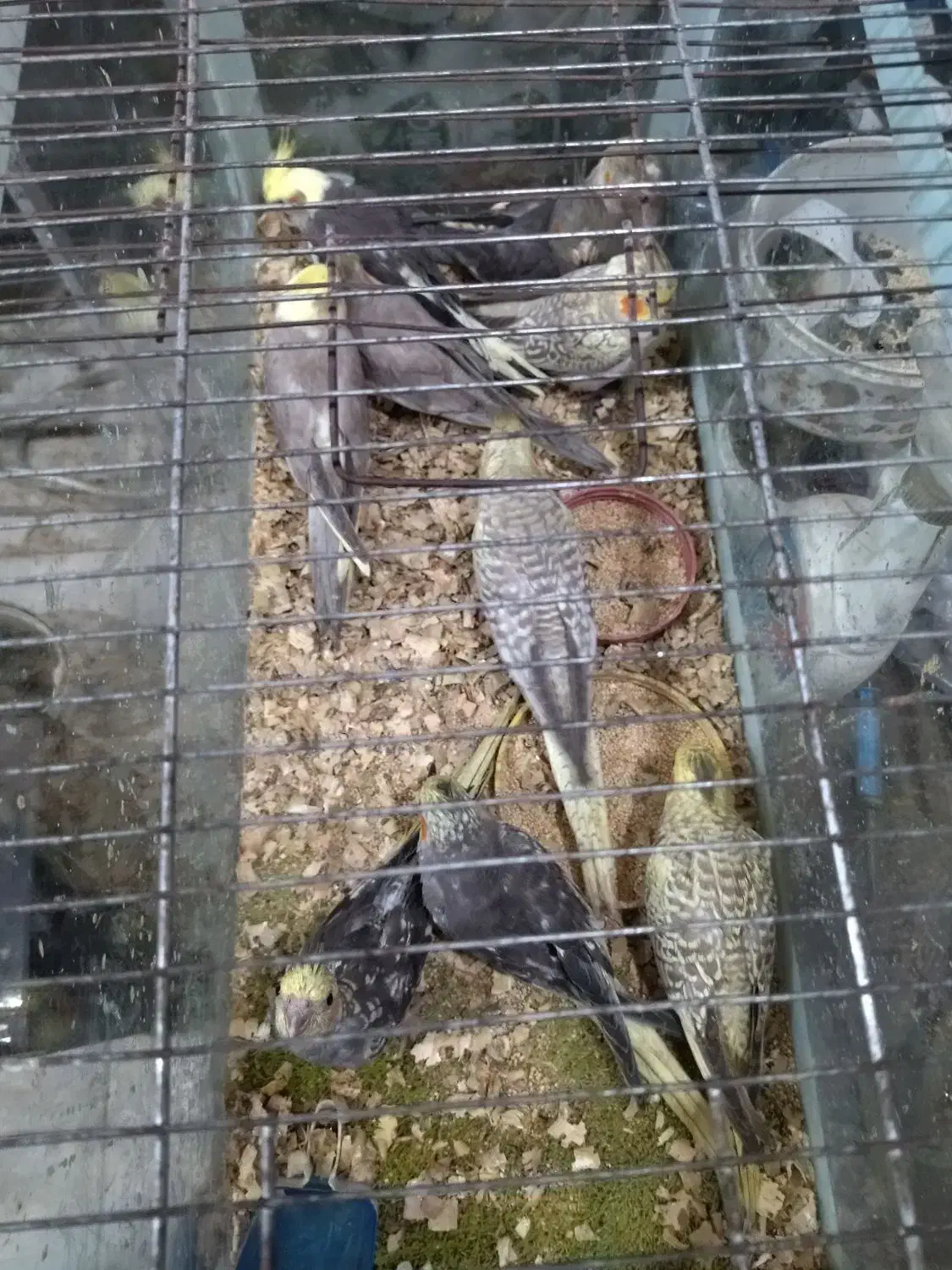 طوطی عروس هلندی|پرنده|آمل, |دیوار