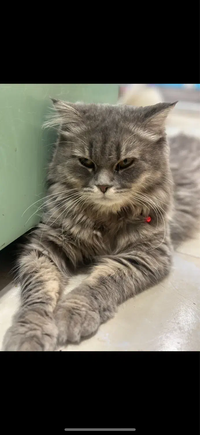 بهترین قیمت پیشنهادی واگذار خواهد شد|گربه|اصفهان, باغ دریاچه|دیوار