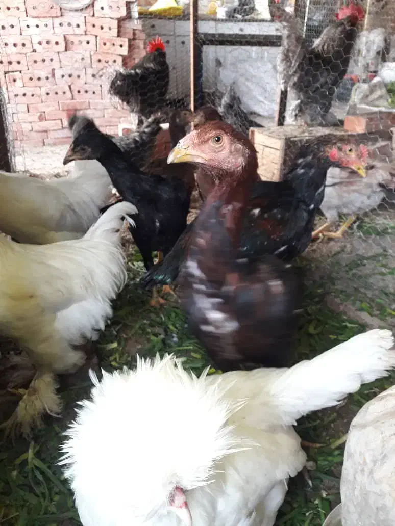 جوجه لاری|حیوانات مزرعه|تبریز, |دیوار