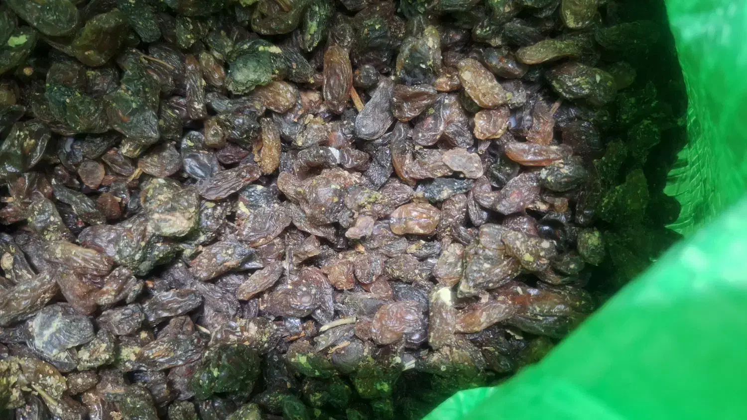 گله افتابی|عمده‌فروشی|مشهد, حجت|دیوار