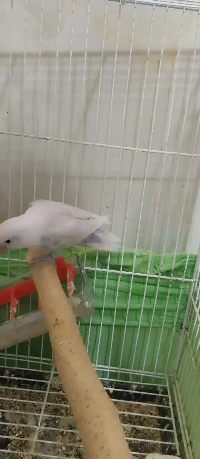 یک عدد کوتوله برزیلی|پرنده|ایرانشهر, |دیوار